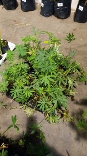 16 x mixed Lupins