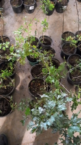 10 x potted Hawthorn hedging