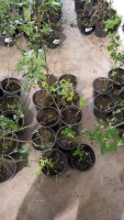 10 x potted Hawthorn hedging