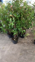 10 x large Photinia Red Robin hedging shrubs