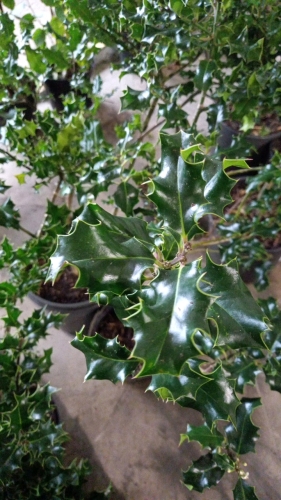2 x Holly approx 1m