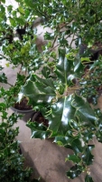 2 x Holly approx 1m