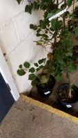 Lime tree approx 1.5m