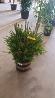 25 x bare root Norway Spruce - 3