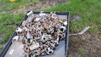 Quantity of scaffold clips