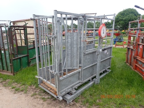 IAE cattle crush with weigh scale