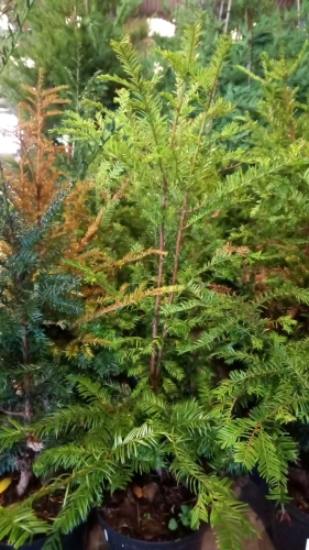 5 x Taxus Baccata yew hedging, 5ltr pots, strong bushy pot grown