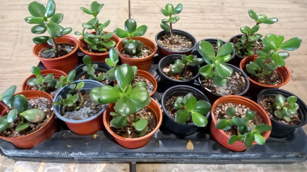 Tray of baby Jade plants | November timed online auction - Household ...