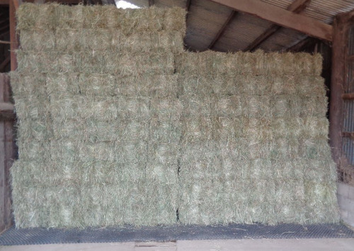 100 x Early cut ings hay bales, to be collected from YO19 6SE, within 3 weeks of the sale date