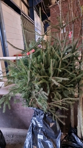 25 x Norway spruce