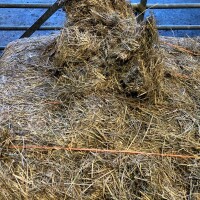 20x Mini-Heston bales of haylage, approx 4x3, suitable for horses, free delivery within 10 miles of York Auction Centre - 2