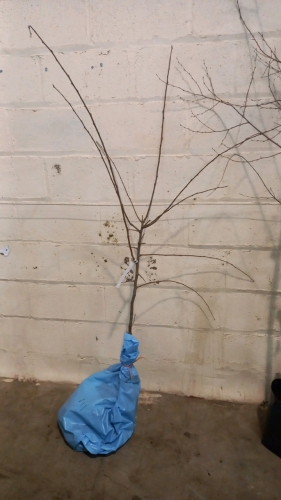 Victoria Plum, bare root
