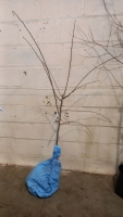 Victoria Plum, bare root