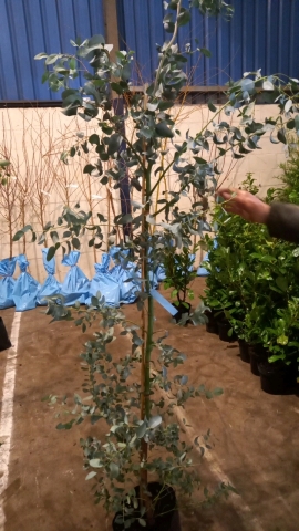 Eucalyptus Gunnii, container grown