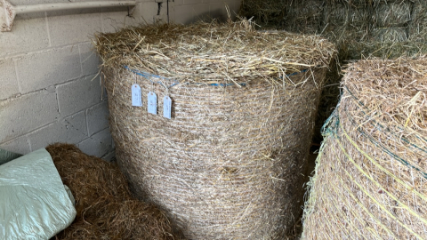 24 bales of first year seed hay made without rain. Bales range from 4ft-52" bales. Good solid bales free from weeds/ mould. No stack bottoms. Collection from LS15