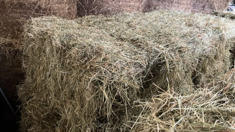 20 small bales of early cut ings hay, collect York Auction Centre.