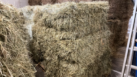20 small bales of early cut ings hay, collect York Auction Centre.