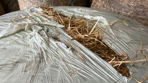 11 barn dried premium horse haylage, well wrapped, 70% dry matter dust free. Collect YO41 1NP