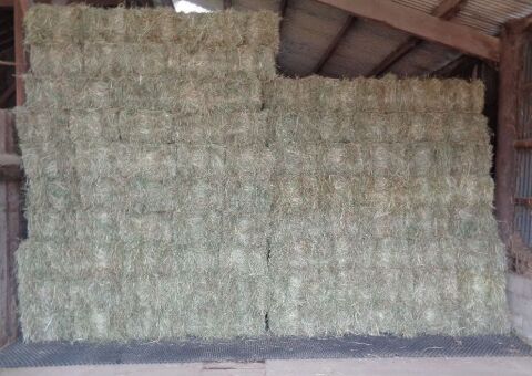 40 small bales of early cut ings hay, collect YO19 6SE within 3 weeks.