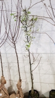 Pyrus Chanticleer, container grown