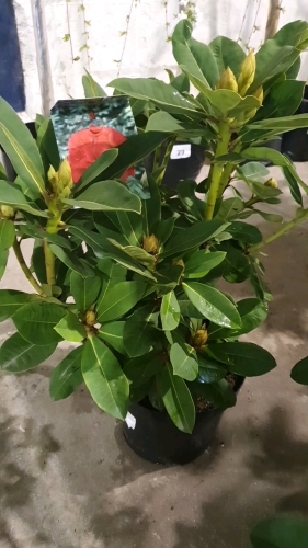 Rhododendron hybrid, named