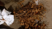 20 x Beech hedging plants