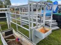 Stand alone galvanised cattle crate with head lock & feed trough