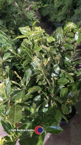 10 x Laurels in 5ltr pots