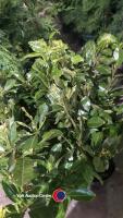 10 x Laurels in 5ltr pots