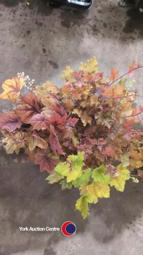 3 x Heuchera, mixed varieties