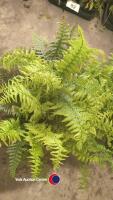 4 x hardy ferns, mixed varieties