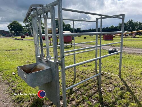 Stand alone galvanised cattle crate with head lock and feed trough