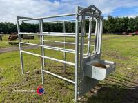 Stand alone galvanised cattle crate with head lock and feed trough - 2