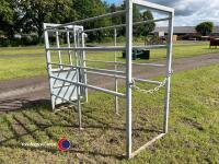 Stand alone galvanised cattle crate with head lock and feed trough - 4