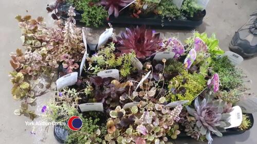 20 x mixed Alpines