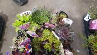 20 x mixed Alpines - 2