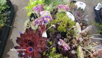 20 x mixed Alpines - 3