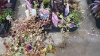 20 x mixed Alpines - 4