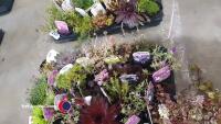 20 x mixed Alpines - 5