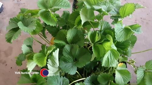 15 x strawberry plants