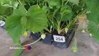 15 x strawberry plants - 2