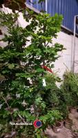 2 x green Beech, 6ft