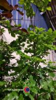 2 x green Beech, 6ft - 2