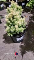 3 x Picea Daisy White