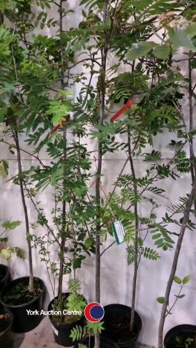 2 x Rowan trees