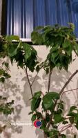 Prunus Tai-Haku