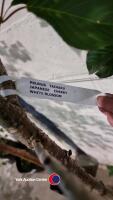 Prunus Tai-Haku - 2