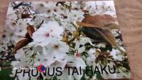 Prunus Tai-Haku - 3