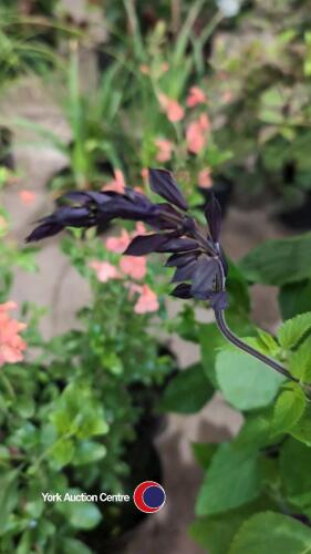 5 x Salvia Amistad