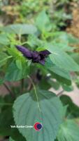 5 x Salvia Amistad - 2